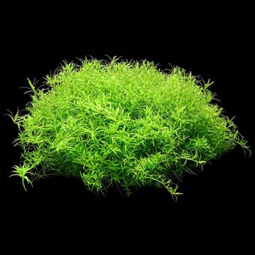 Rotala Wayanadi in vitro, Verzenden, Nieuw