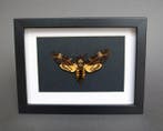 Mot Taxidermie volledige montage - Acherontia atropos - 20, Verzamelen, Nieuw
