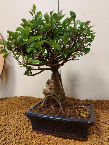 Japanese iep bonsai (Zelkova) - Hoogte (boom): 23 cm -