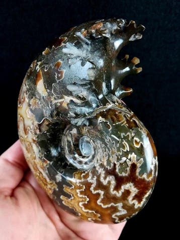 Ammoniet - Gefossiliseerd dier - Desmoceras latidorsatum, Verzamelen, Mineralen en Fossielen