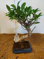 Vijgenboom bonsai (Ficus) - Hoogte (boom): 30 cm - Diepte