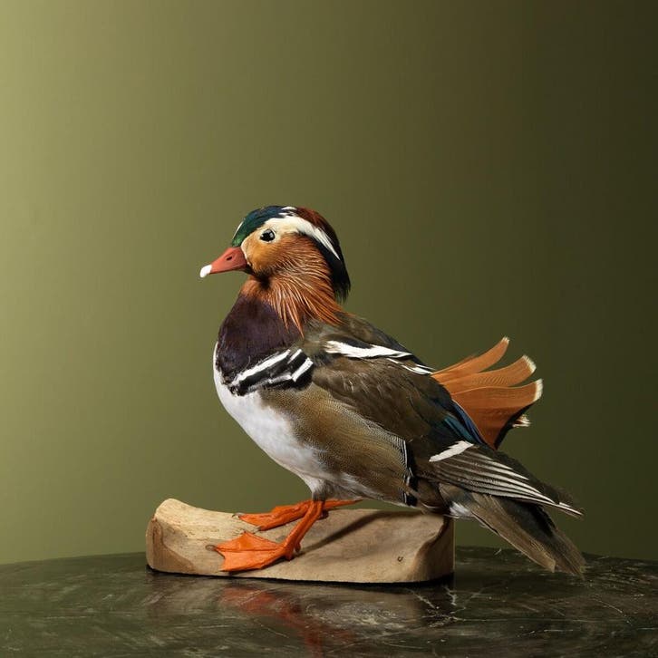 Mandarijneend Taxidermie Opgezette Dieren By Max, Collections, Collections Animaux, Enlèvement ou Envoi