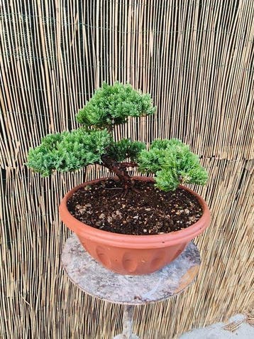 Jeneverbes bonsai (Juniperus) - Hoogte (boom): 21 cm -