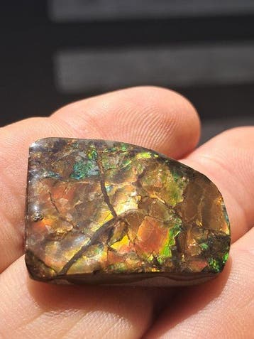 Ammoliet - Fossiel fragment - Placenticeras - 3.3 cm - 2.6