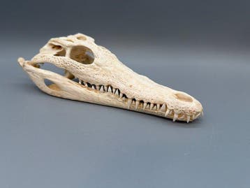 Nijlkrokodil Schedel - Crocodylus niloticus - 7 cm - 11 cm -