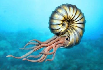 Ammoniet - Gefossiliseerd dier (Zonder minimumprijs), Verzamelen