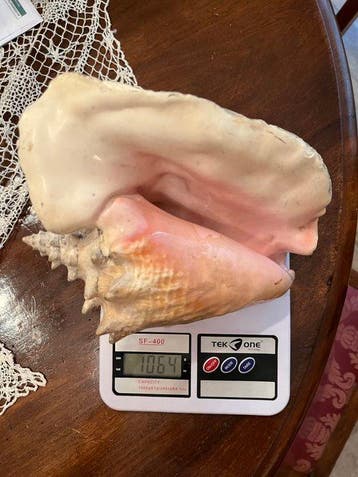 Conque Coquillage marin - Strombus giga ( Strombide) Caraibi