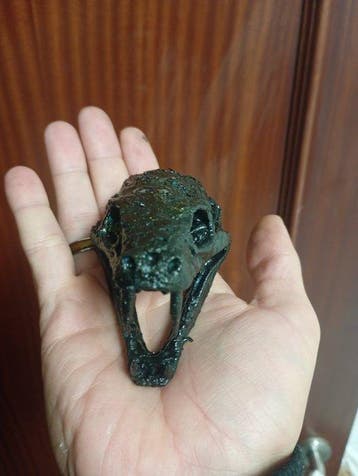 Python Crâne - Python regius - 6 cm - 5 cm - 8 cm - (1)
