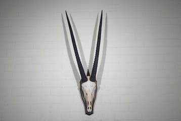 Gemsbok schedel Schedel van een zoogdier - Oryx gazella -, Nieuw