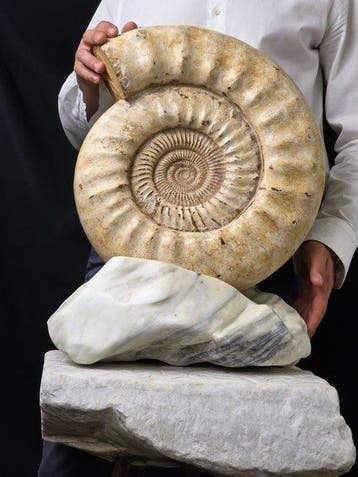 Ammoniet - Gefossiliseerd dier - Large Ammonite Fossil on