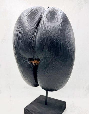 Coco de mer Taxidermie volledige montage - Lodoicea