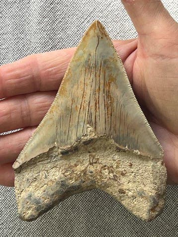 Megalodon-tand 11,9 cm - Fossiele tand - Carcharocles, Collections