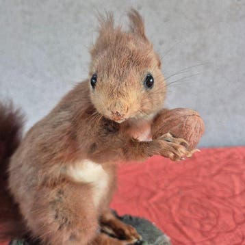 Rode eekhoorn Taxidermie wandmontage - Sciurus vulgaris -