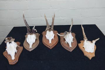 abnormal Roebuck Schedel - Capreolus capreolus - 0 cm - 0 cm