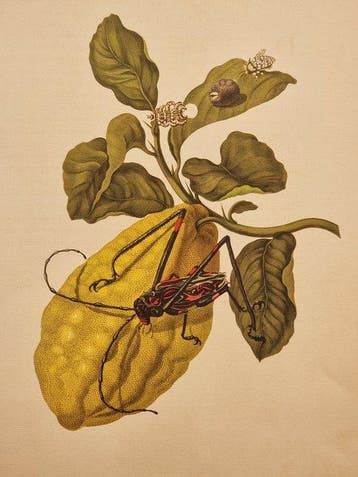 Maria Sibylla Merian (1647–1717) - Lot of 6 plates da