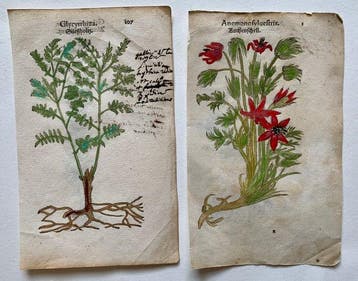 Leonhart Fuchs - Primi de stirpium historia commentariorum, Antiek en Kunst