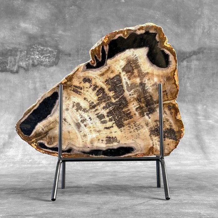 Prachtige snede van versteend hout op een op maat gemaakte, Antiquités & Art, Art | Objets design
