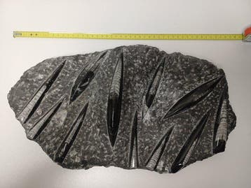 Orthoceras - Fossiele plaatmatrix - Orthoceras - 42 cm - 24