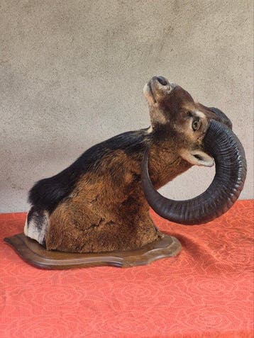 Corsicaanse muflon Taxidermie volledige montage - Ovis aries, Nieuw