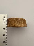 Haai - Fossiel wervelbot - Otodus - 6 cm (Zonder