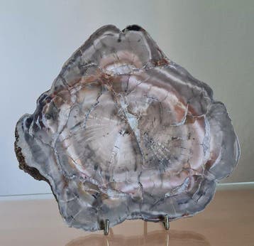 Bois fossilisé - Pine woodworthia