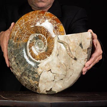 Exlusive Rare Polish Red Cleoniceras - Coquillage fossilisé, Verzamelen