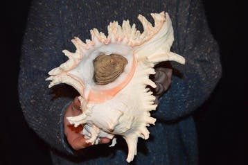 Escargot de mer Coquillage marin - M-873 CHICOREUS RAMOSUS