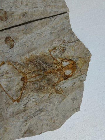 kikker - Gefossiliseerd dier - Genibatrachus - 35 cm - 16 cm
