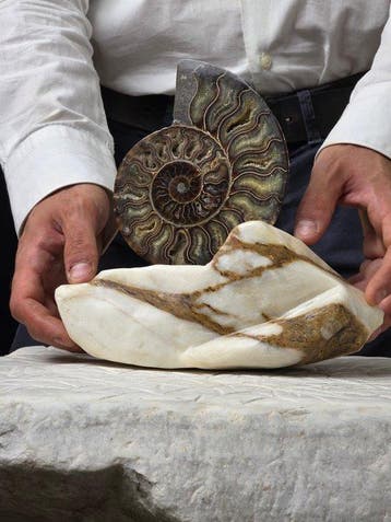 Ammoniet - Gefossiliseerd dier - Aioloceras (Cleoniceras)