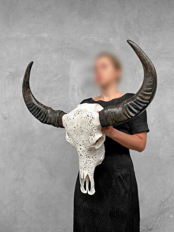 PAS DE PRIX DE RÉSERVE - C - Crâne authentique de buffle