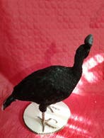 pavon Support de corps entier pour taxidermie - Pauxi pauxi