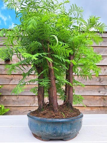 metasequoia bos in bonsaischaal - Hoogte (boom): 33 cm -