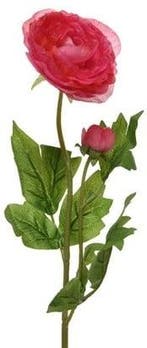 Ranonkel Camelia Donkerroze 8x10x57 cm per stuk, Nieuw