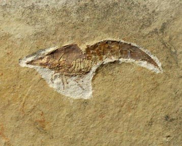 Mooi fossiel kreeftachtig dier - - Gefossiliseerd dier -