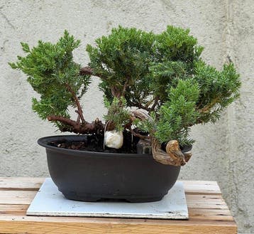 Jeneverbes bonsai (Juniperus) - Hoogte (boom): 20 cm -