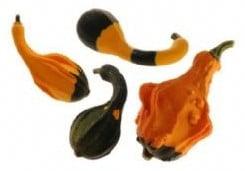 Spoon Platoon kalebas zaden, Hobby en Vrije tijd, Knutselen, Nieuw