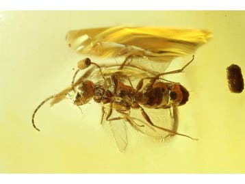 Amber - Barnsteen - Wasp - 25 mm - 7 cm