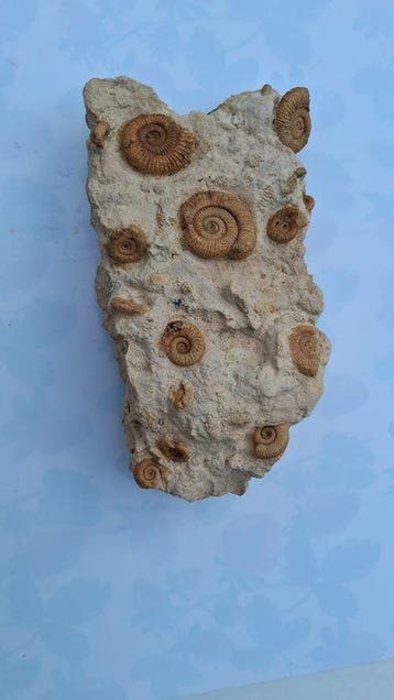 Ammonite - Plaque de mortalité fossilisée - Dactylioceras, Collections, Minéraux & Fossiles