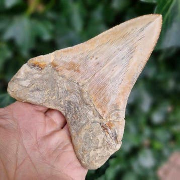 Peruvian Megalodon Shark - Fossiele tand - megaselachus, Verzamelen