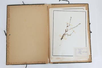 onbekend - Herbarium album - 1940