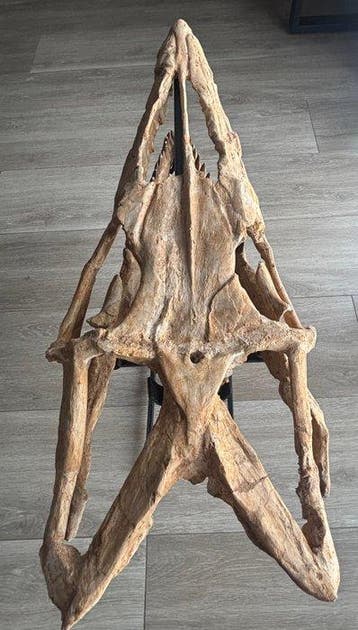 Mosasaurus - Fossiele schedel - SP - 41 cm - 26 cm