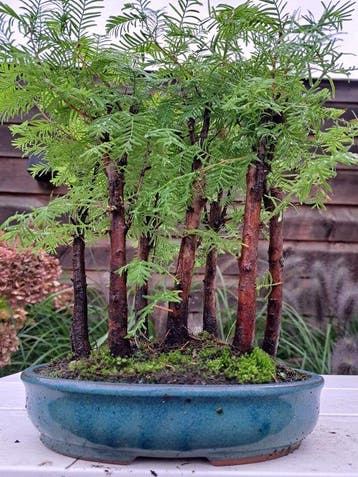 forêt de Métaséquoïa dans un pot de bonsaï - Hauteur (arbre)