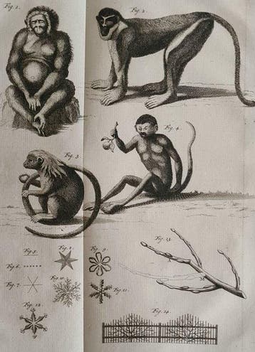 Noel Chomel en Jacques Alexandre de Chalmot - Algemeen