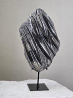 Orthoceras - Gefossiliseerd dier - 27 cm - 18 cm, Verzamelen