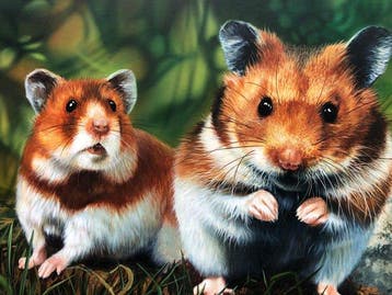 Michael Knepper - Hamster