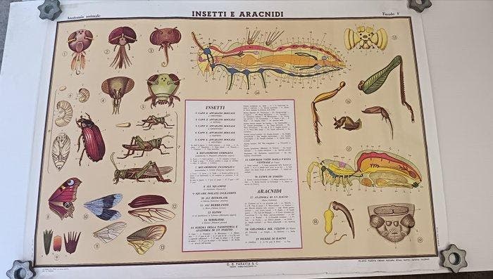 (14) Tableaux didactiques G.B. Paravia & C. - Carte scolaire, Antiek en Kunst, Antiek | Boeken en Manuscripten