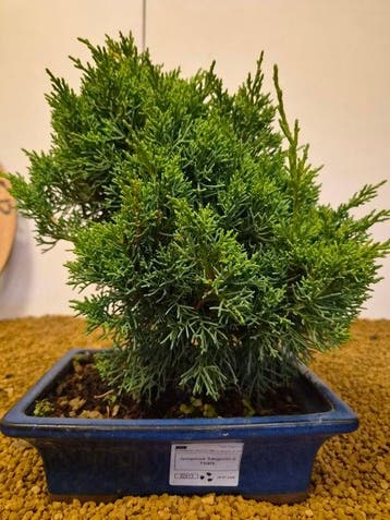 Jeneverbes bonsai (Juniperus) - Hoogte (boom): 28 cm -