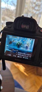 Sony A58 + DT 18-55 + DT 50/1.8 + Minolta AF 70-210mm