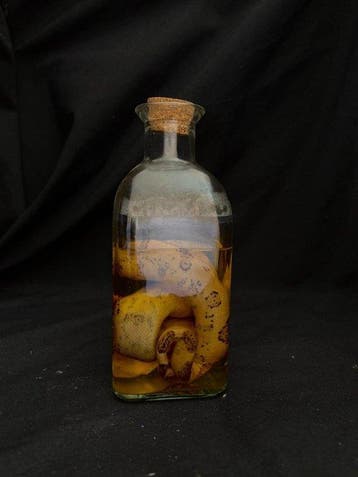 Slang Taxidermie volledige montage - Boa constrictor - 25 cm
