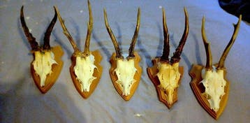 Reebok Gewei - Capreolus capreolus - 0 cm - 0 cm - 0 cm-, Antiek en Kunst